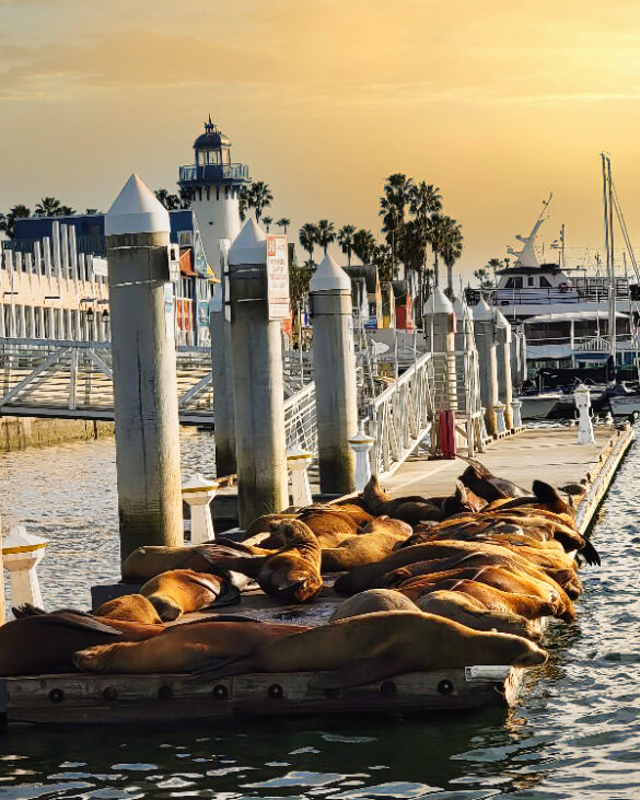 NEW 99 Duffy Rental Marina del Rey 1 Hour MDR Boats